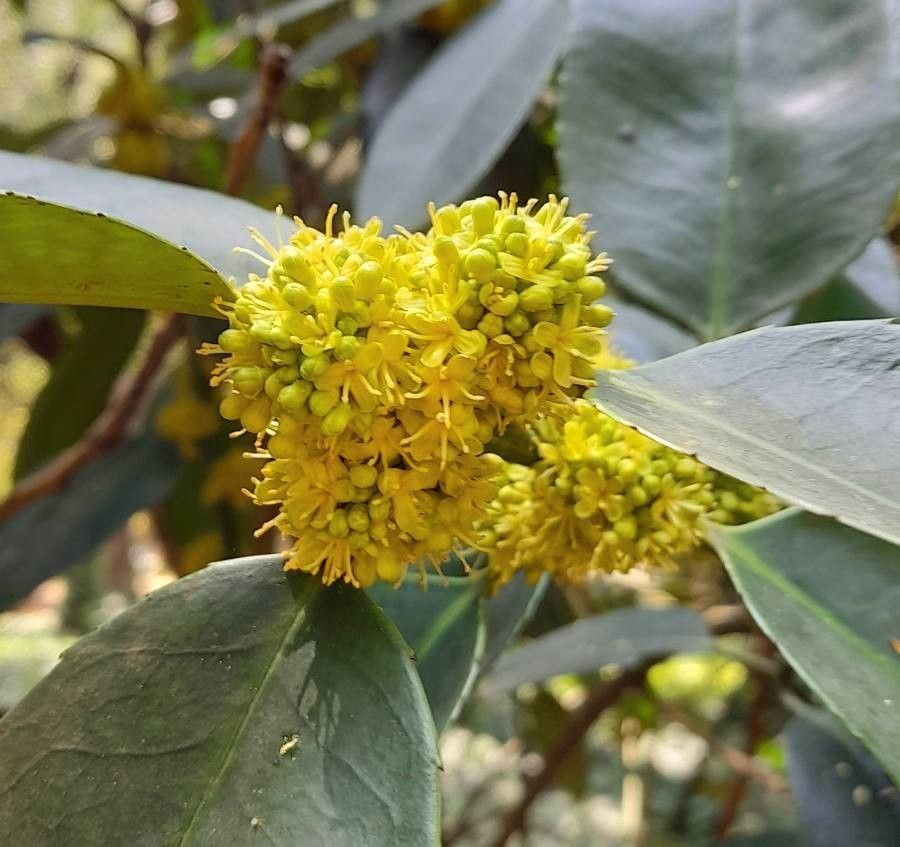 Ilex latifolia flower