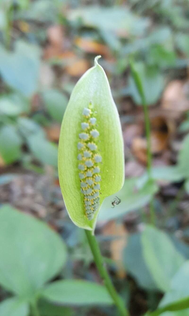 Spathicarpa hastifolia flower