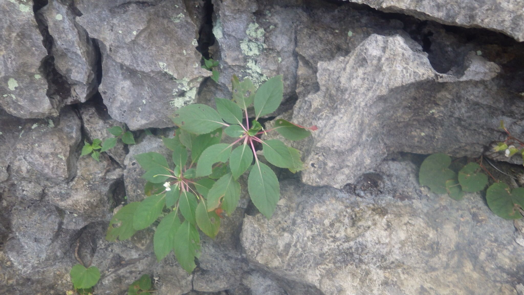 Impatiens barthlottii habit