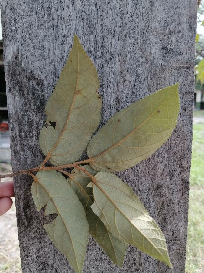 Guazuma ulmifolia leaf