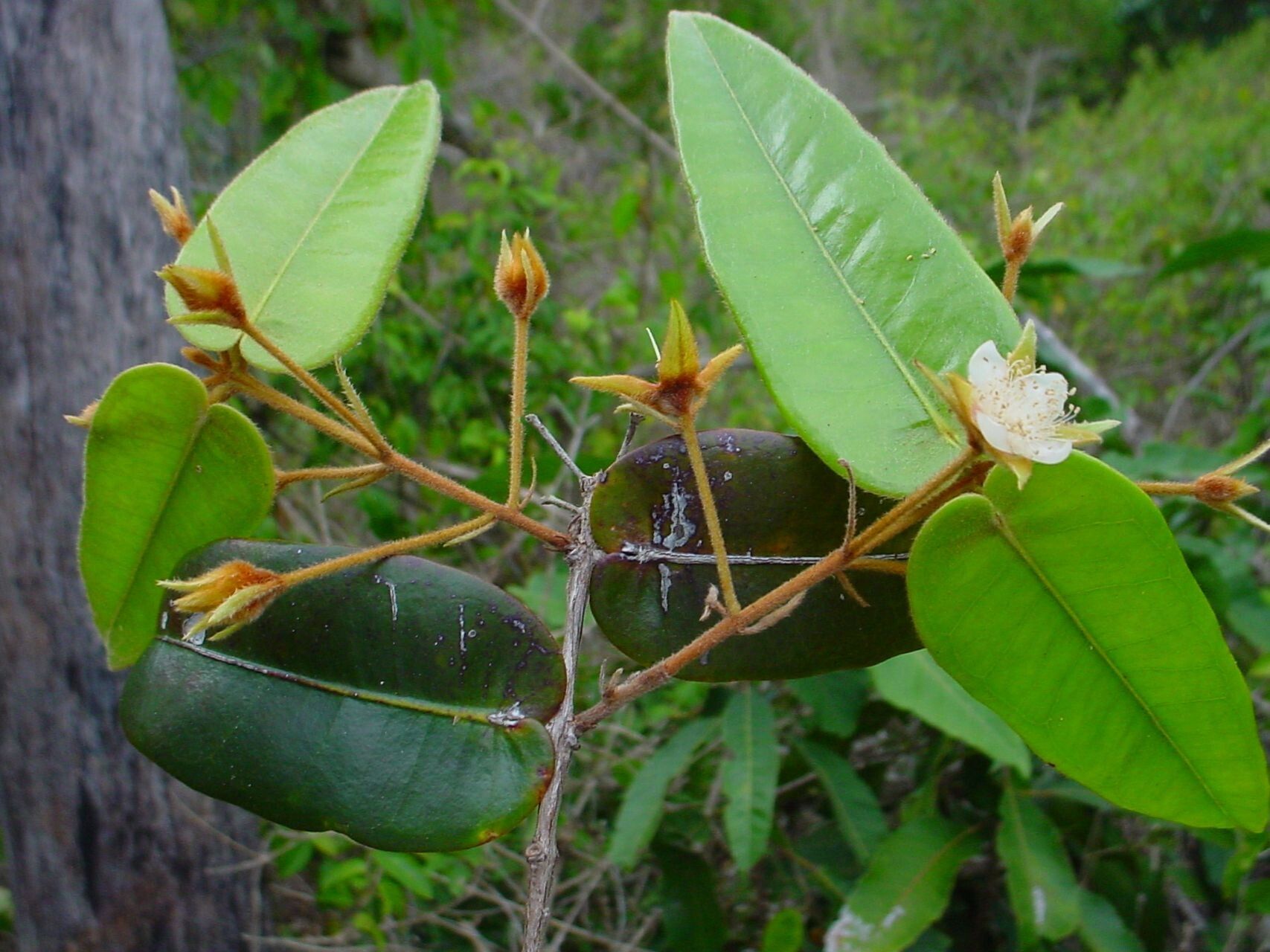 Eugenia sicifolia habit