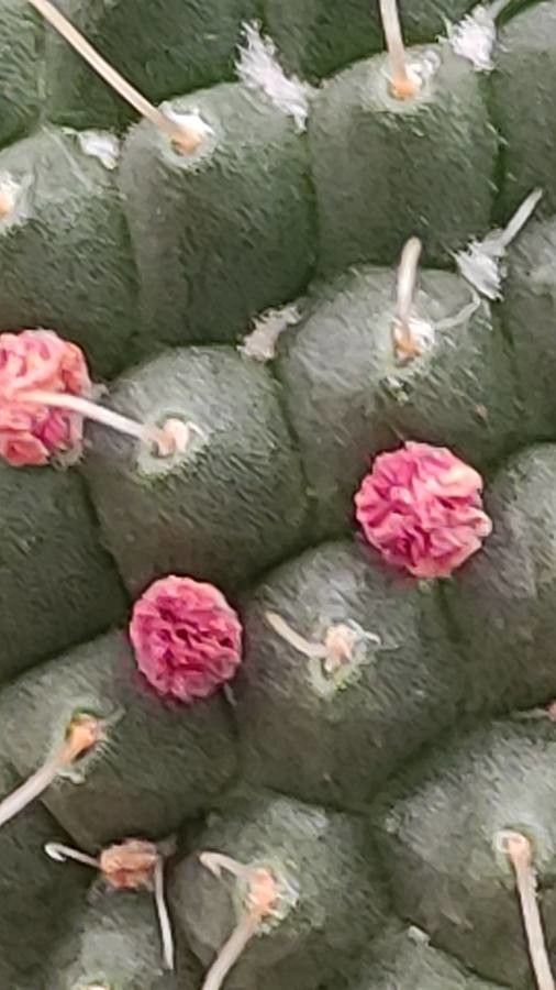 Mammillaria uncinata flower