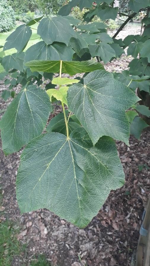 Acer nipponicum leaf