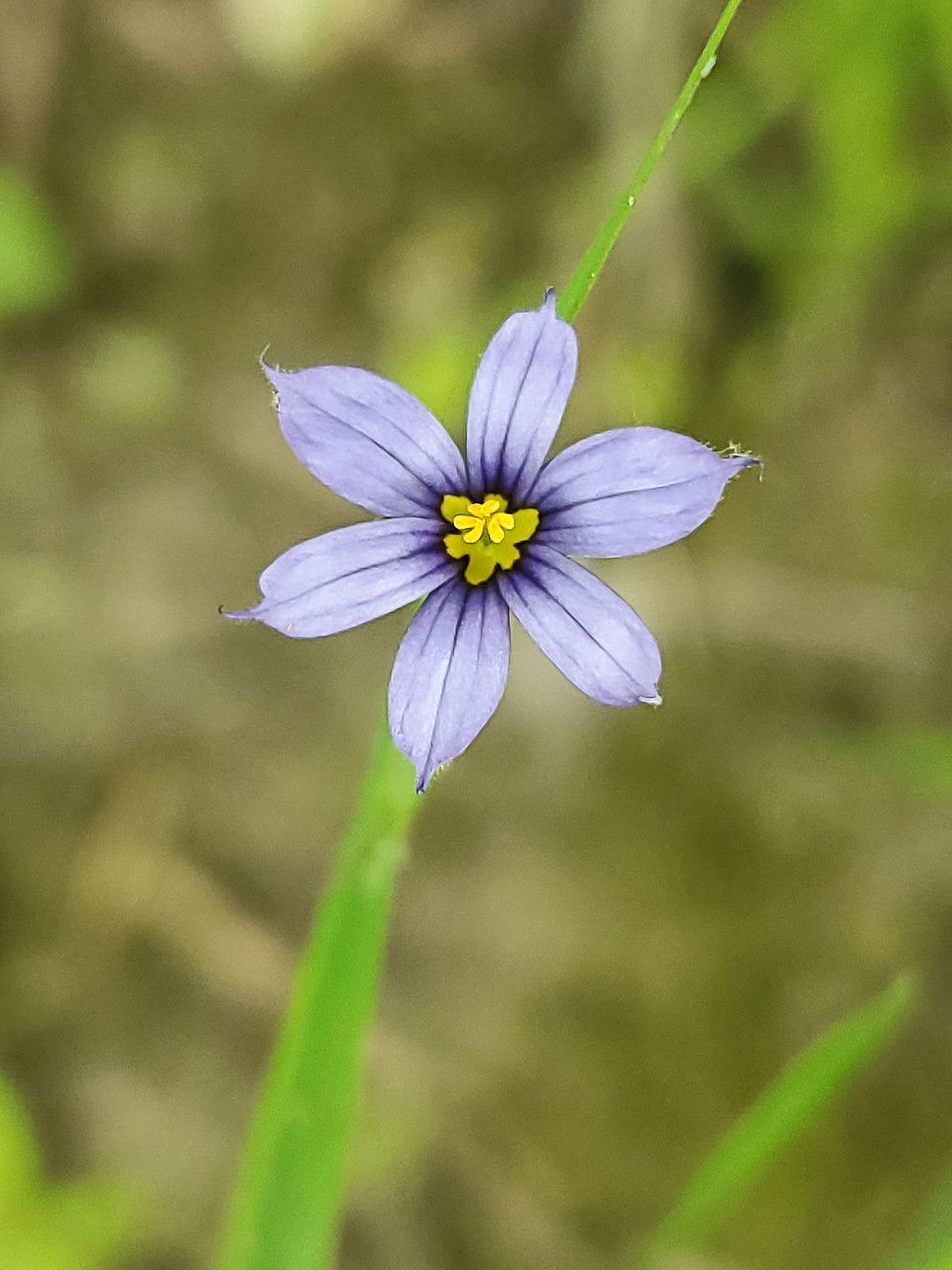 Sisyrinchium angustifolium flower