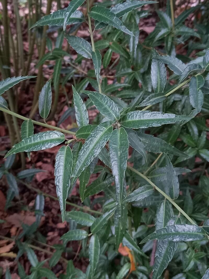 Helwingia himalaica leaf