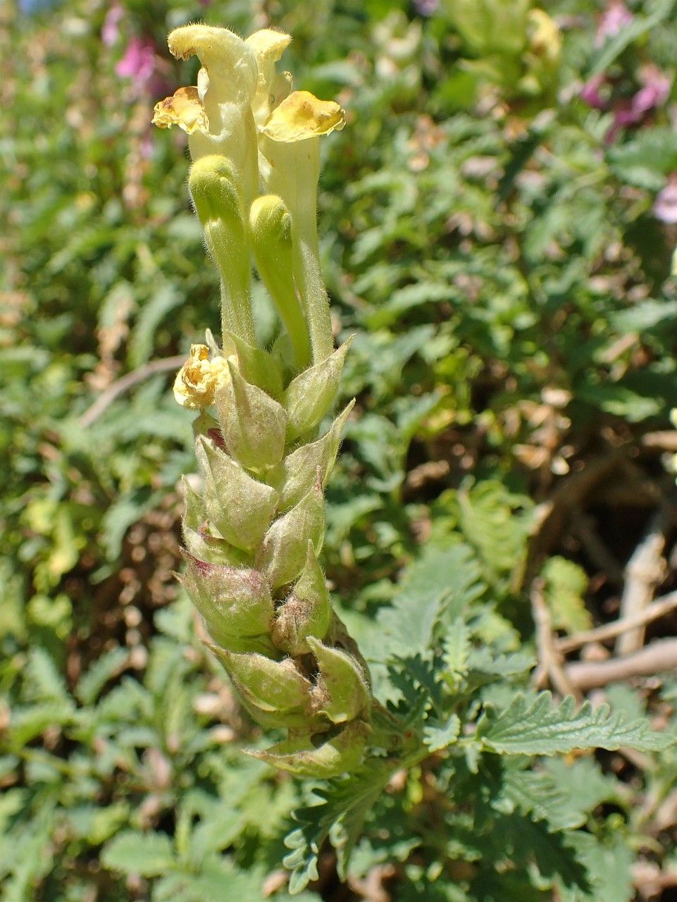 Scutellaria caucasica habit