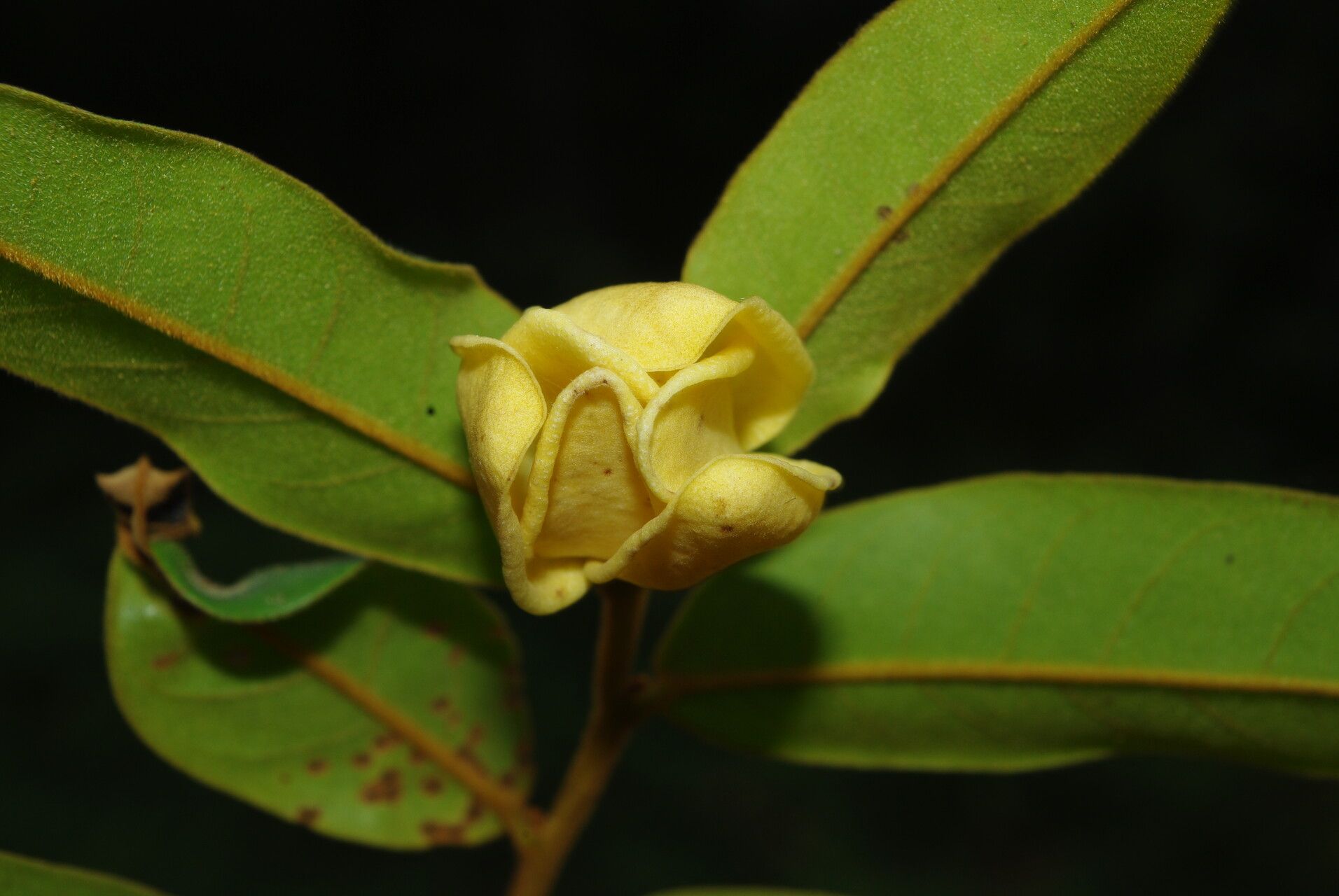 Uvaria klaineana flower