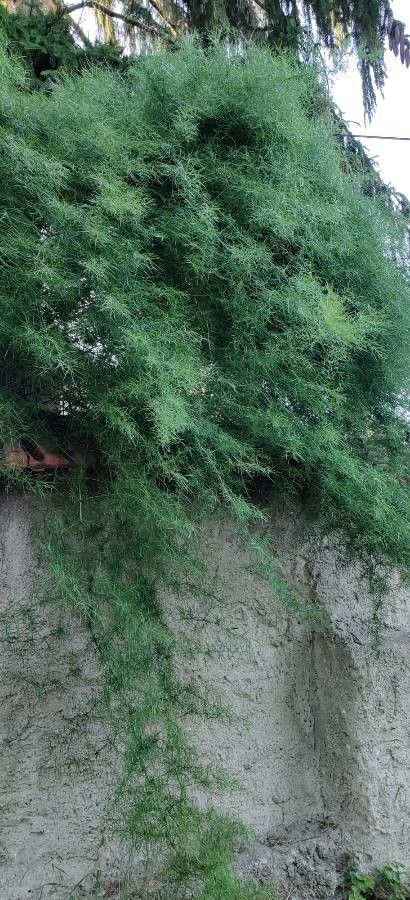 Asparagus cochinchinensis habit