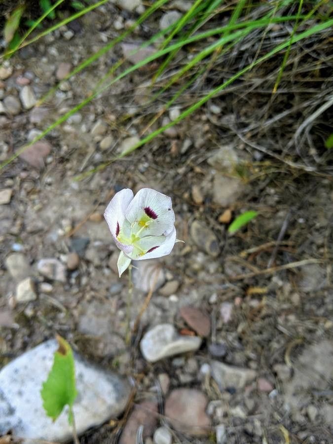 Calochortus eurycarpus flower