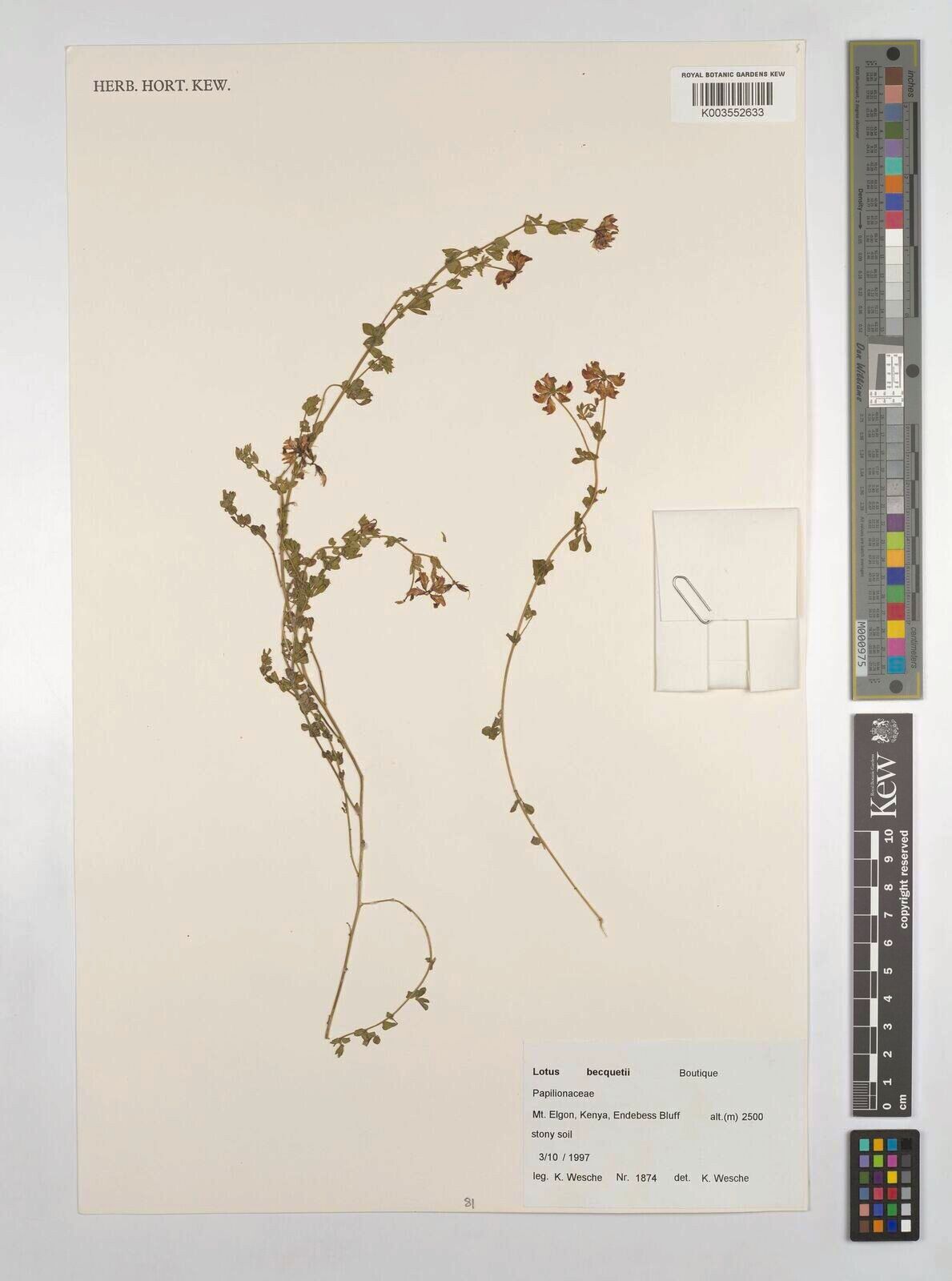 Lotus becquetii — search result for 'Lotus'