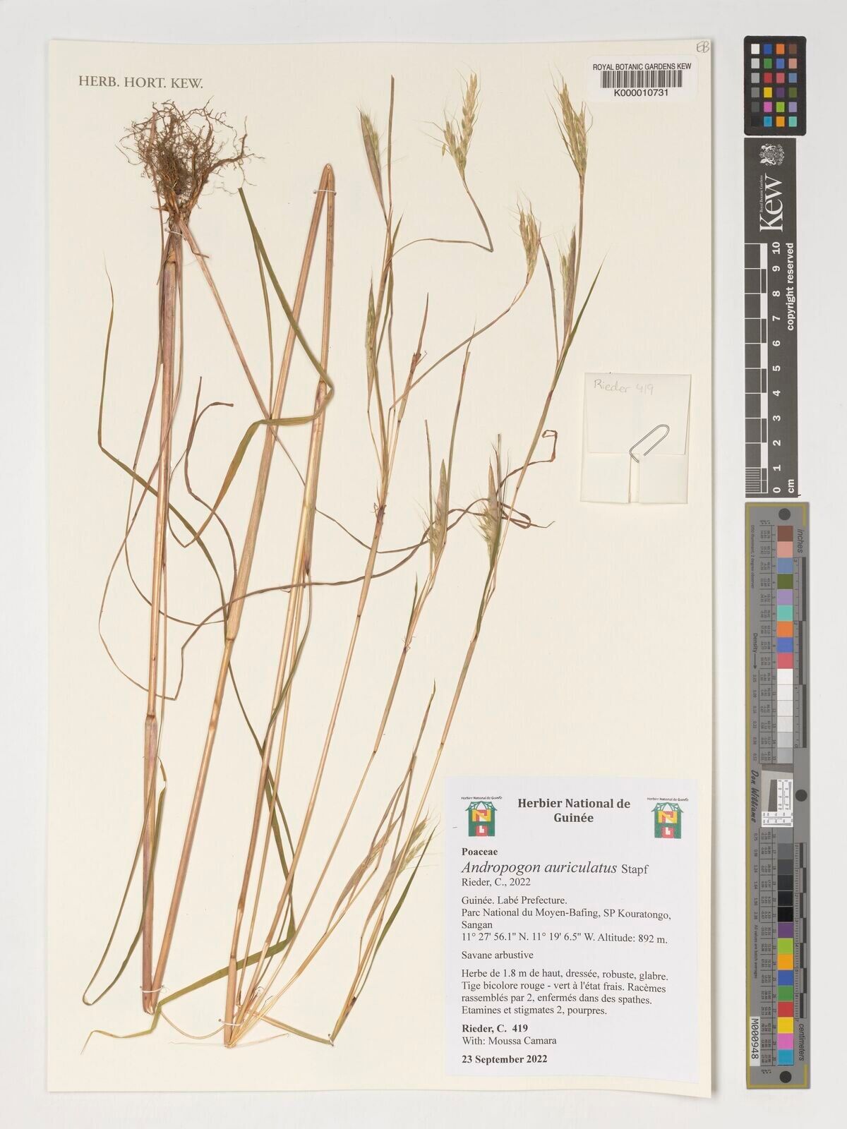 Andropogon auriculatus — related species from the same genus