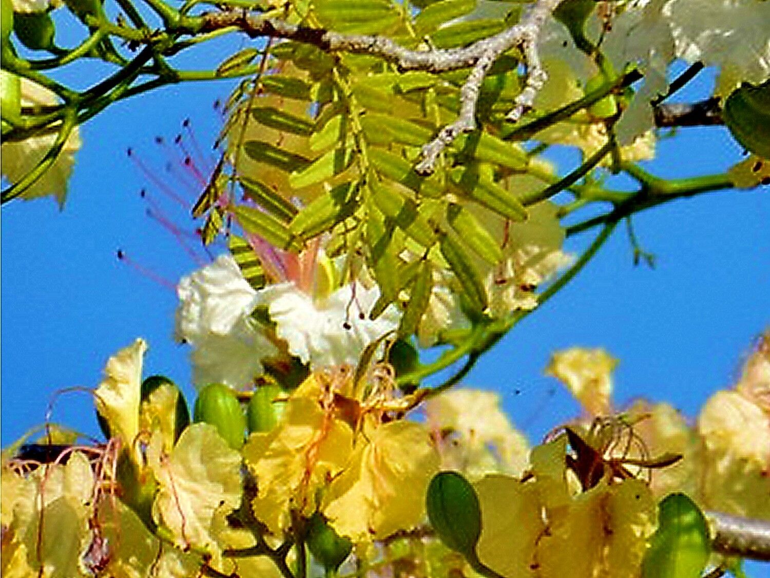 Delonix decaryi flower
