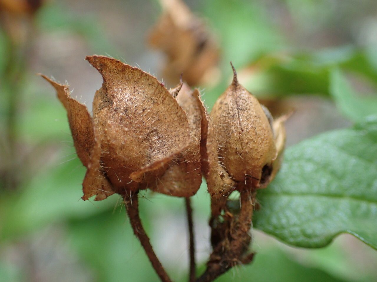 Cistus populifolius fruit