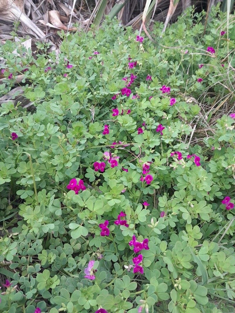 Lotus anfractuosus flower
