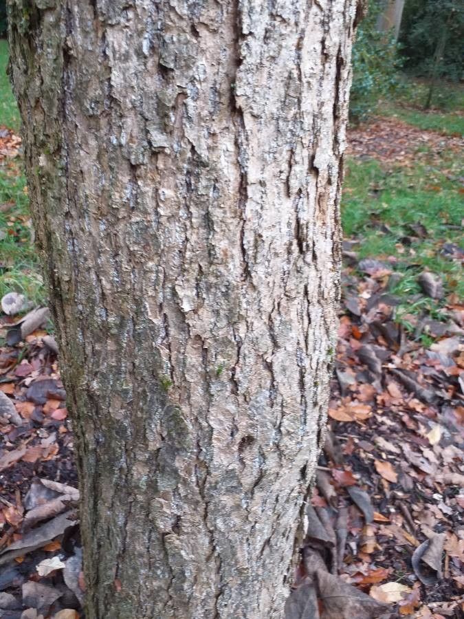 Populus lasiocarpa bark