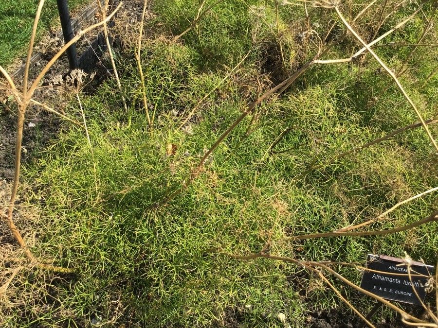 Athamanta turbith — houseplant care guide