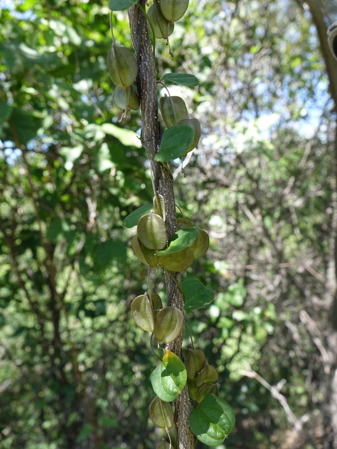 Dioscorea fandra — houseplant care guide