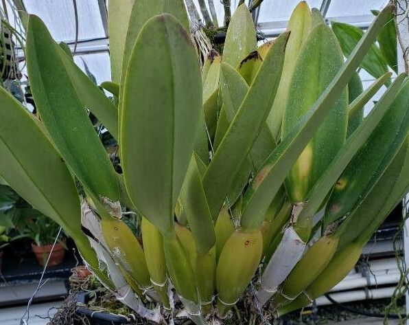 Cattleya gaskelliana habit