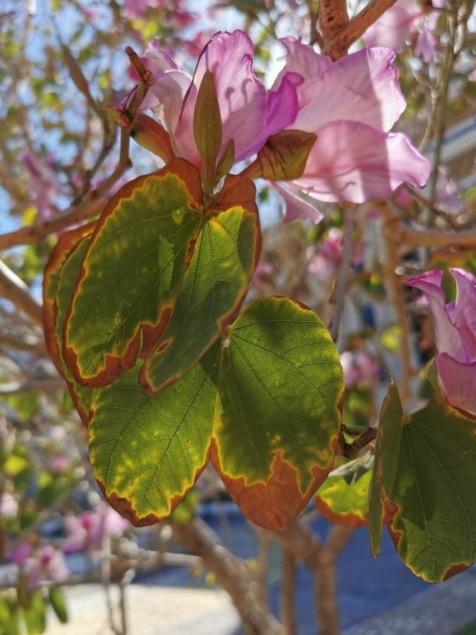 Bauhinia variegata leaf