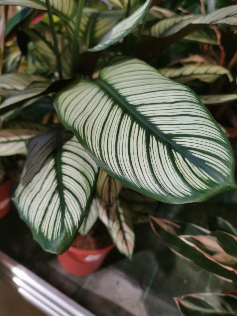 Goeppertia majestica leaf