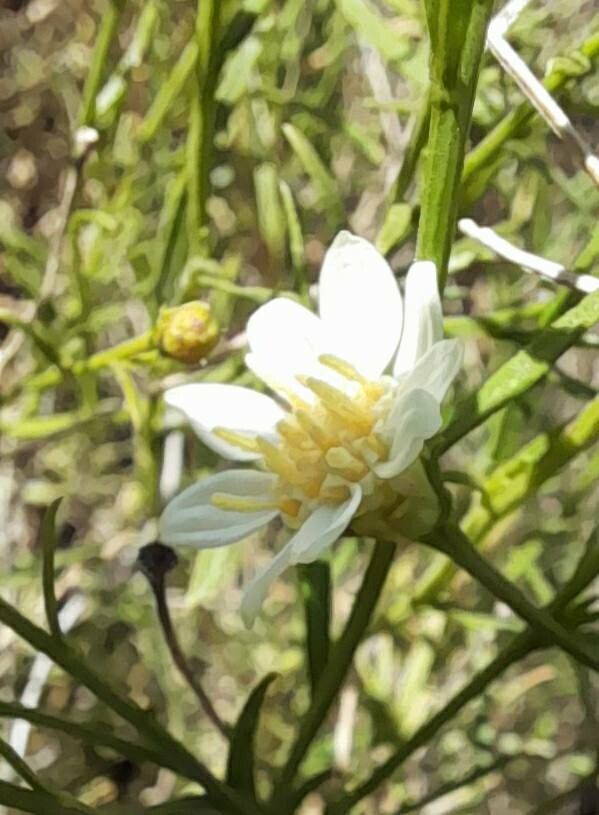 Gutierrezia gilliesii flower