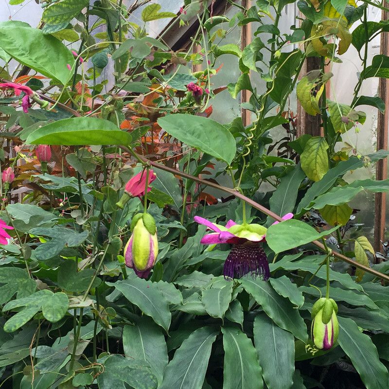 Passiflora ambigua — search result for 'Belize'