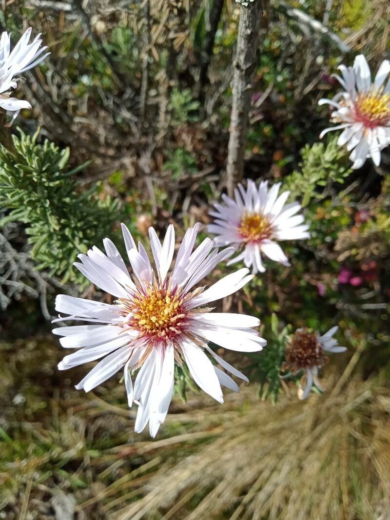 Diplostephium hartwegii flower