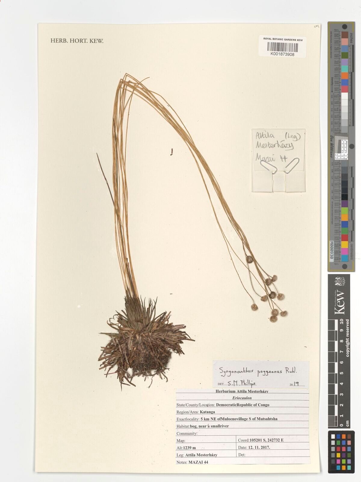 Syngonanthus poggeanus — houseplant care guide