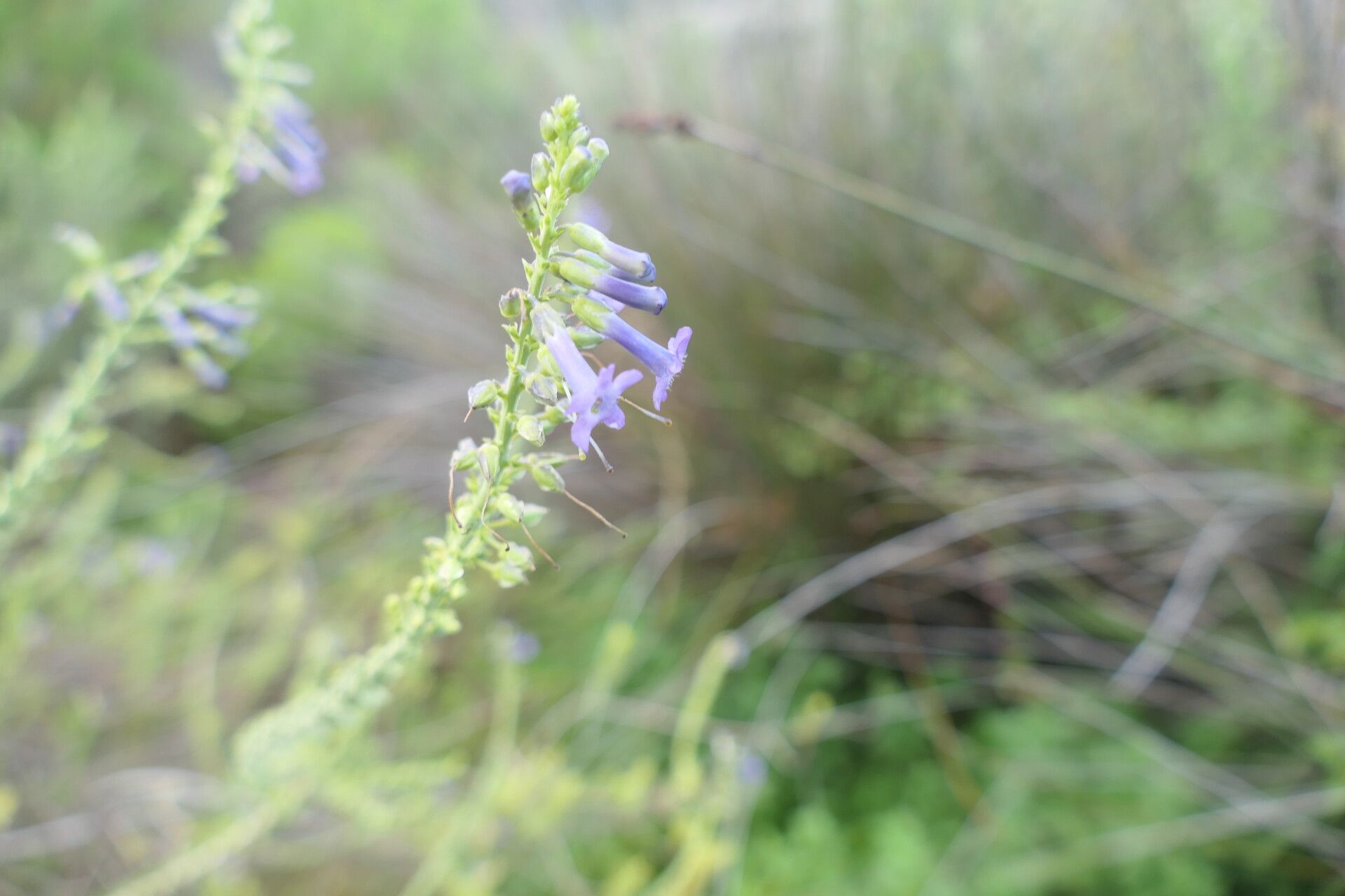 Freylinia undulata flower