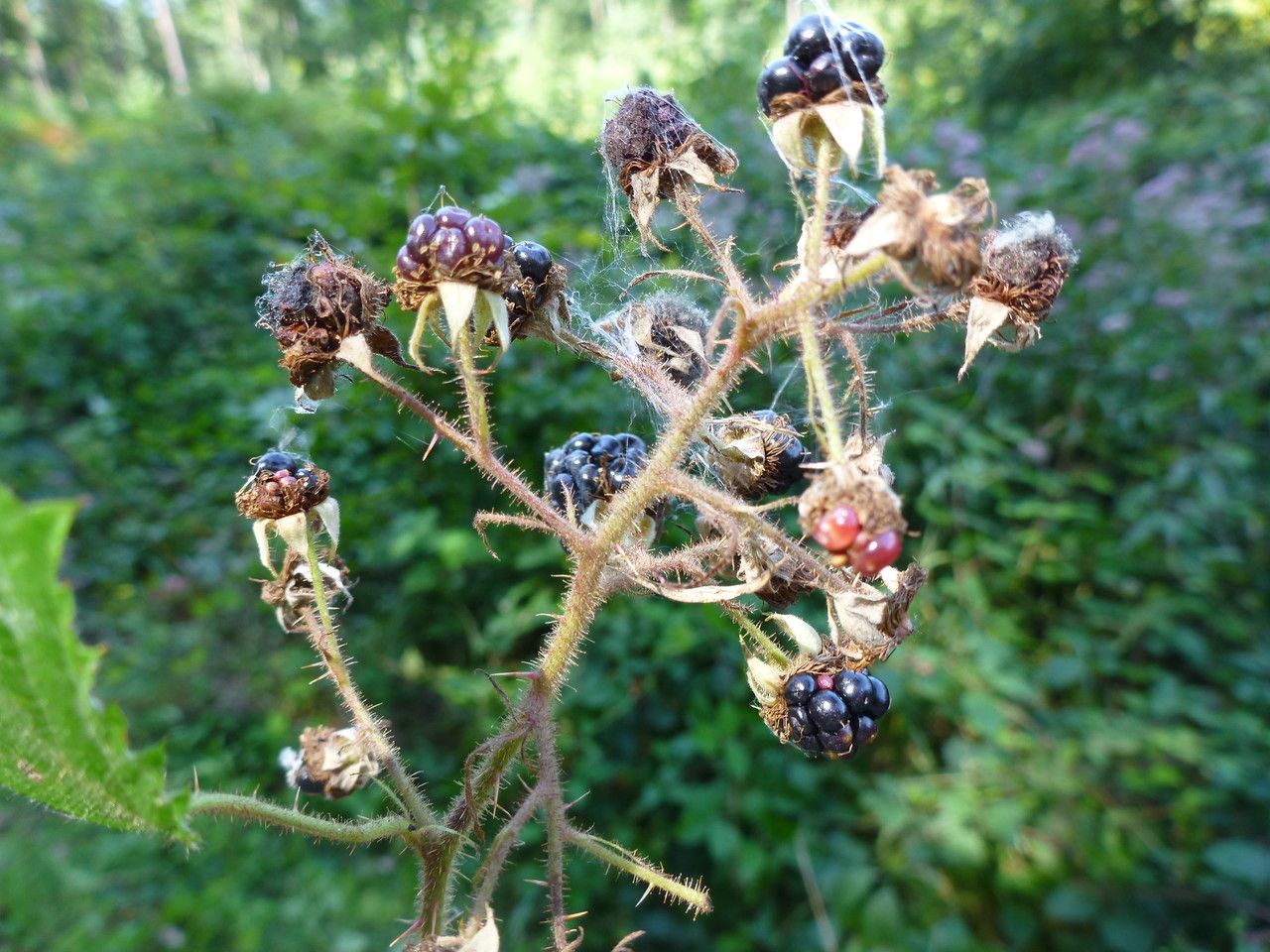 Rubus elegans fruit