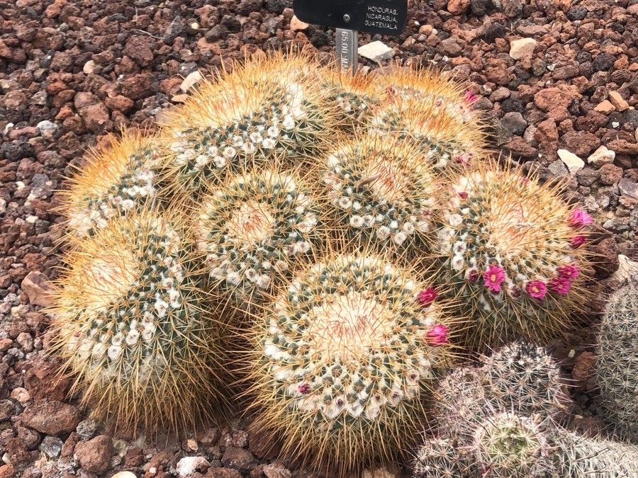 Mammillaria scrippsiana — search result for 'Mammillaria'