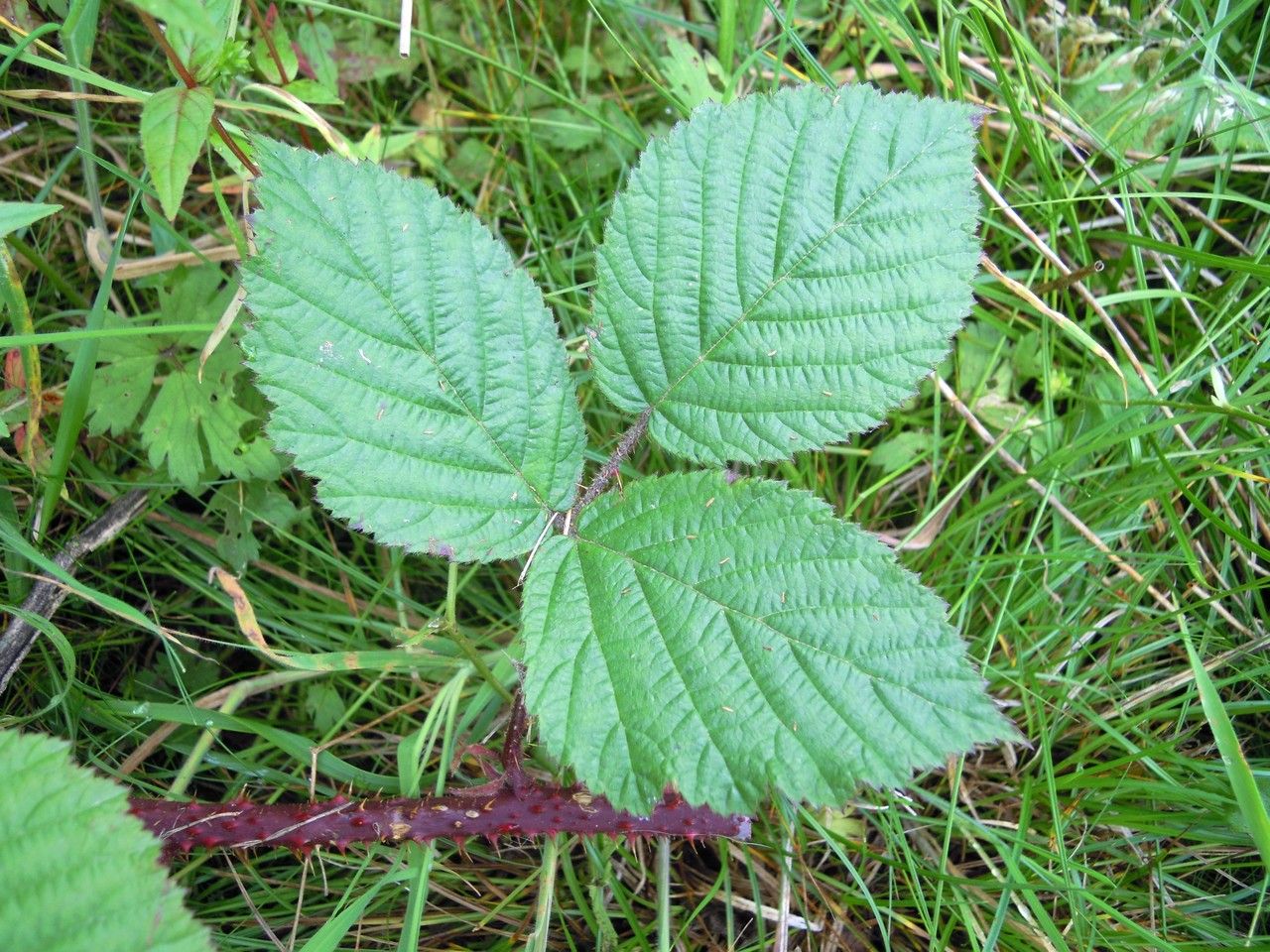 Rubus coombensis — houseplant care guide