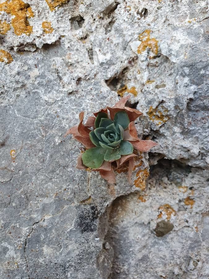 Rosularia serrata — houseplant care guide