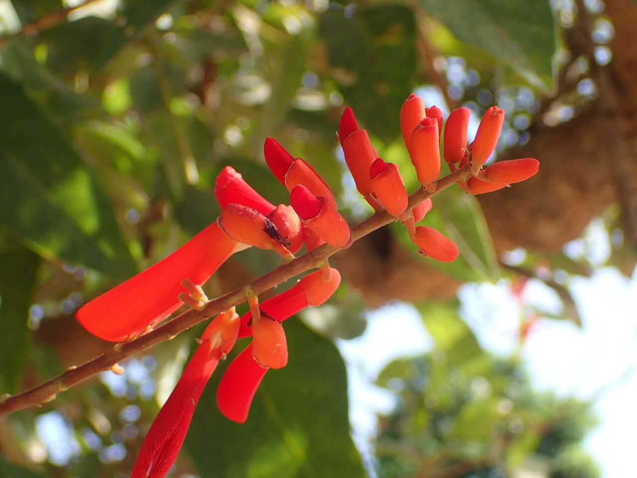 Erythrina senegalensis flower
