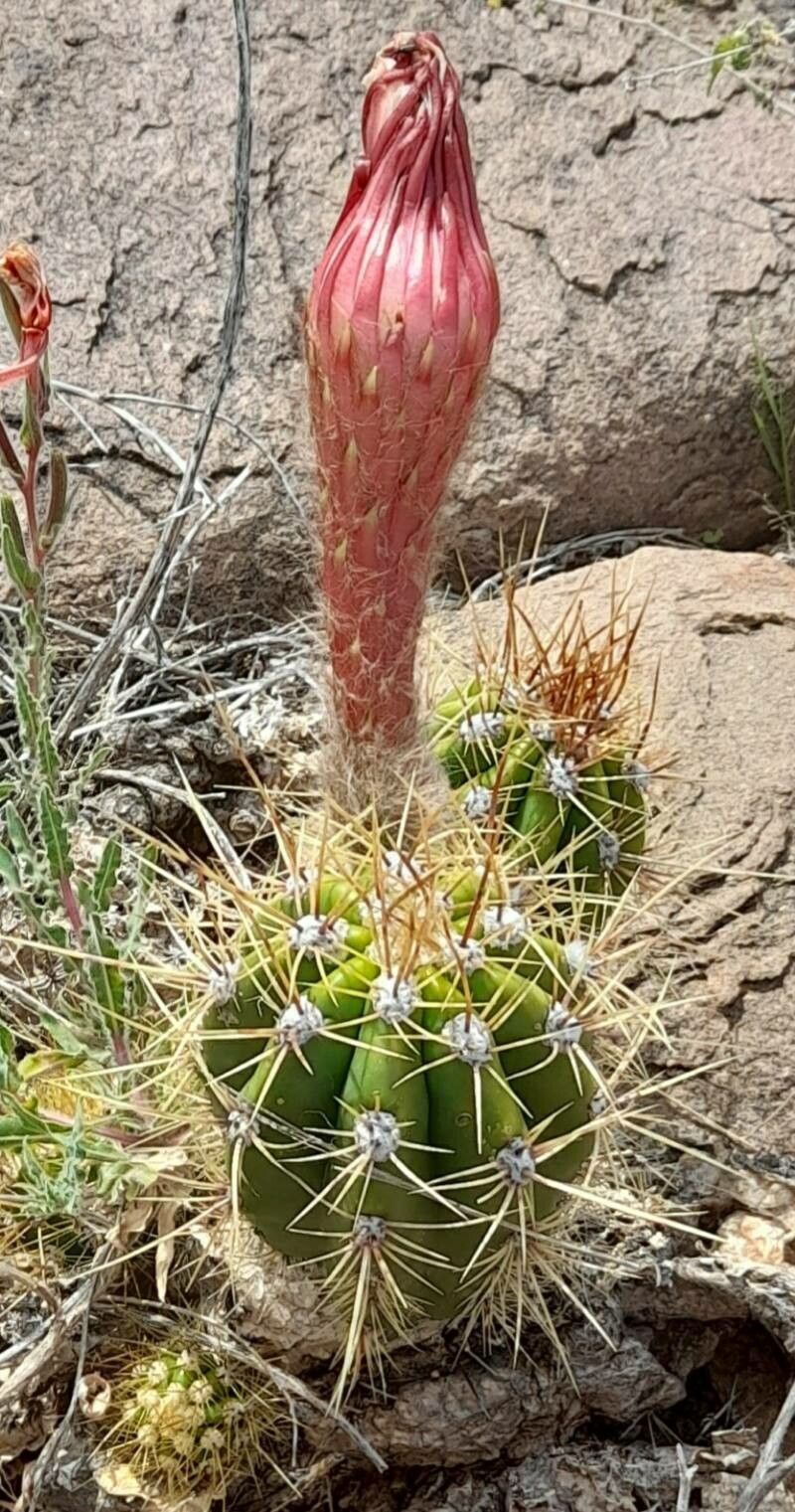 Echinopsis candicans habit