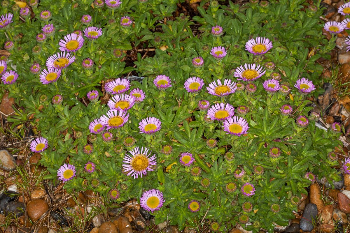 Erigeron glaucus — search result for 'Erigeron'