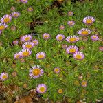 Erigeron glaucus