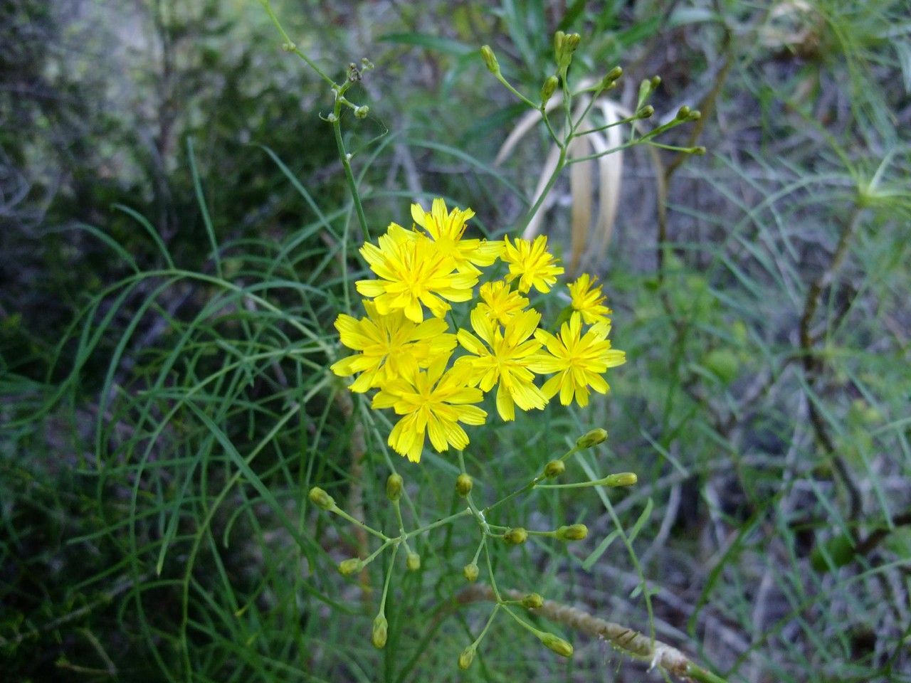 Sonchus capillaris flower