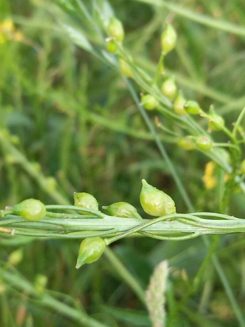 Bunias orientalis fruit