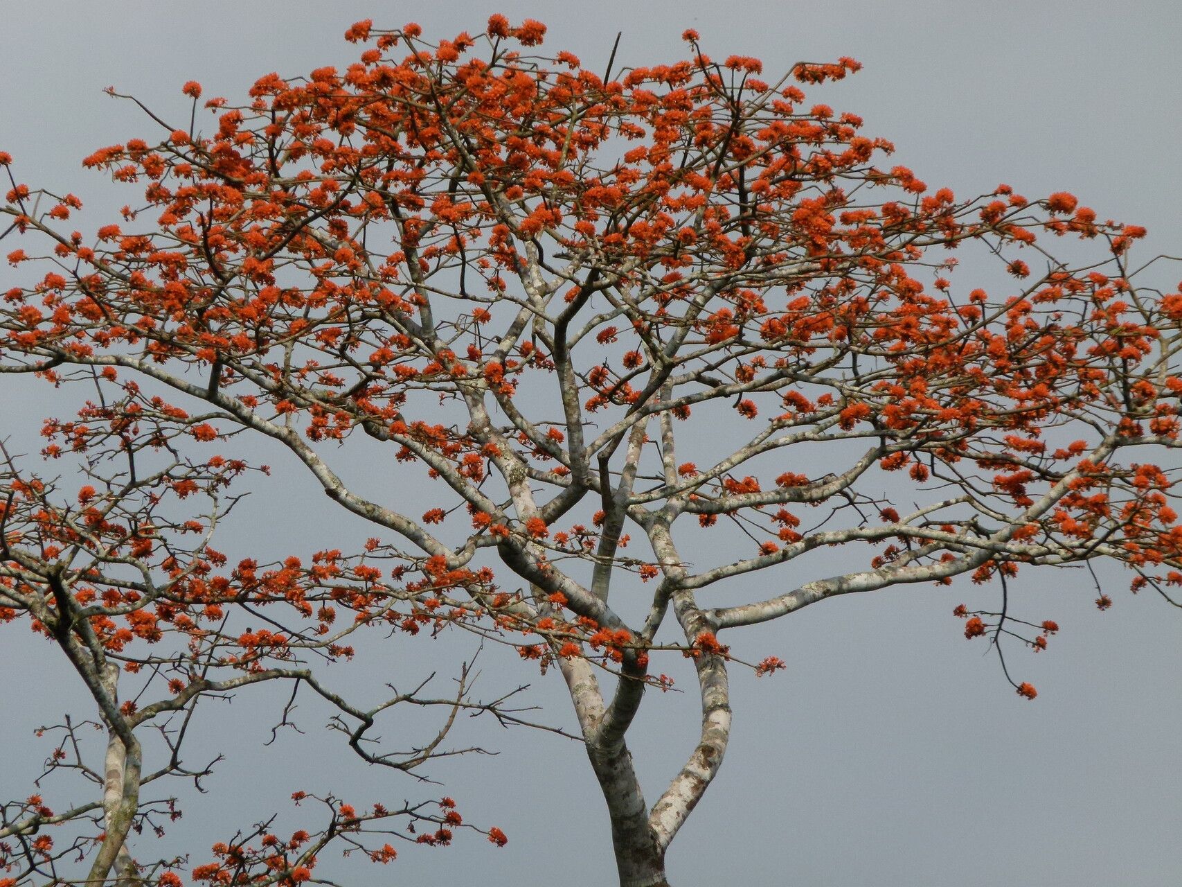 Erythrina wieringae habit