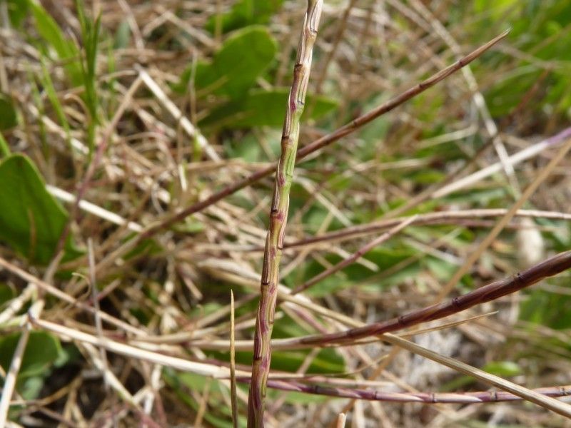 Parapholis filiformis bark