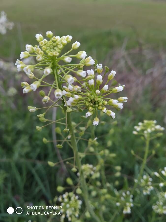 Thlaspi alliaceum flower