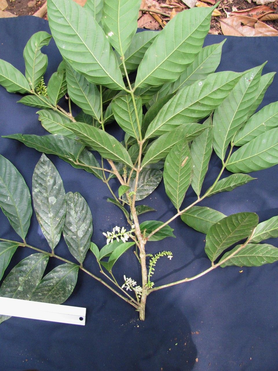 Guarea chiricana other