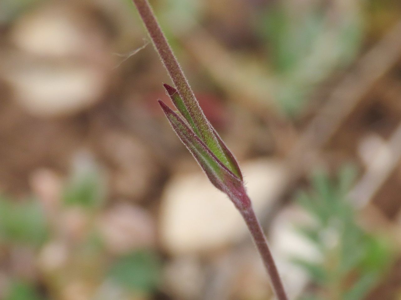 Silene conica — search result for 'Silene'