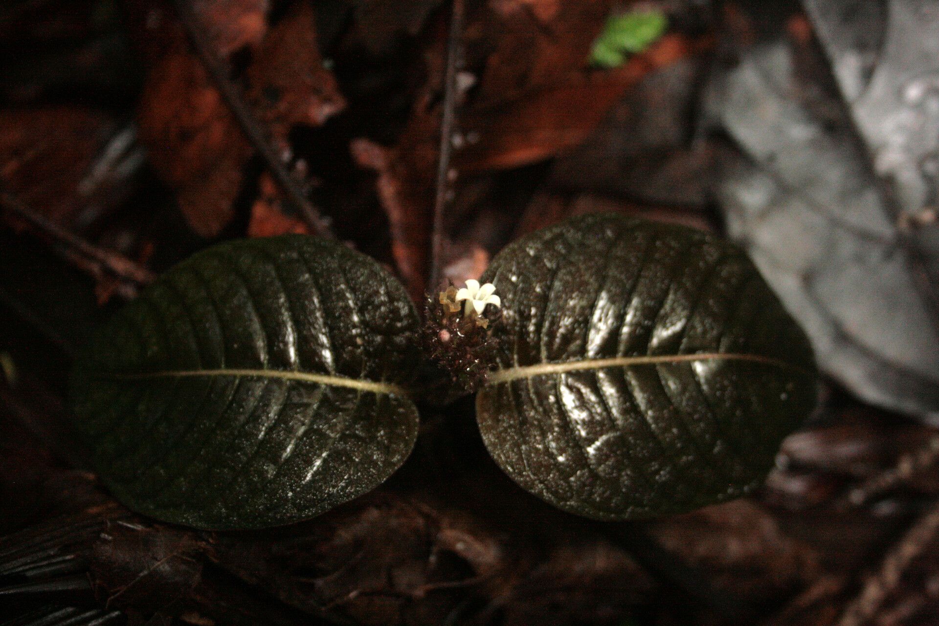 Palicourea alba — related species from the same genus