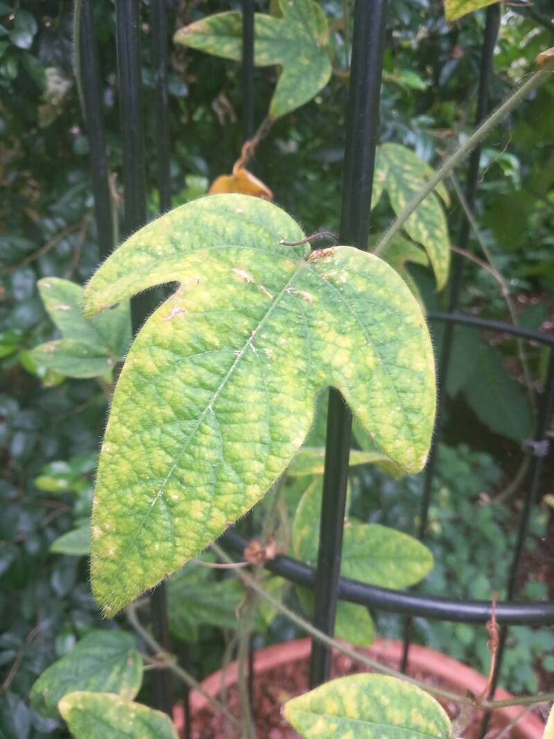 Passiflora nephrodes — houseplant care guide