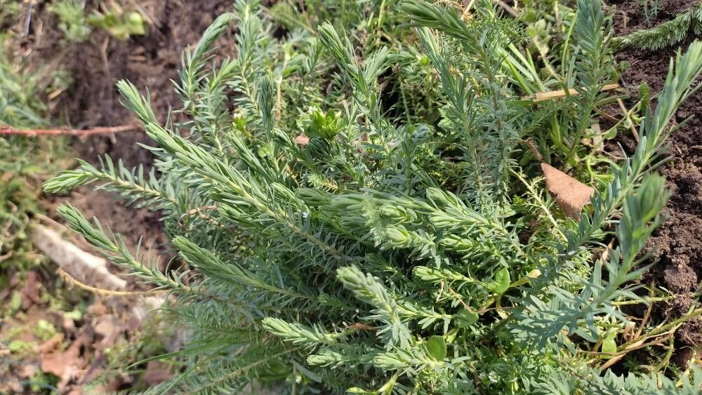 Linum monogynum bark