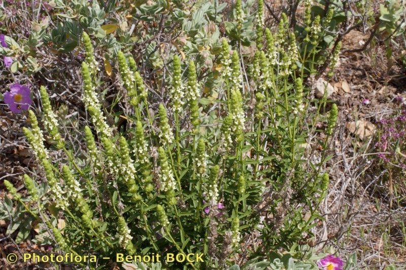 Sideritis algarviensis habit