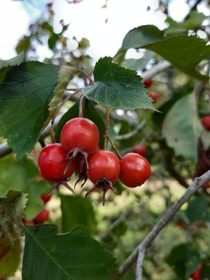 Crataegus macracantha fruit