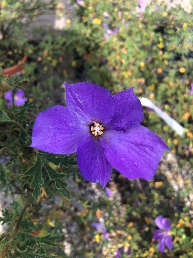 Alyogyne cuneiformis flower